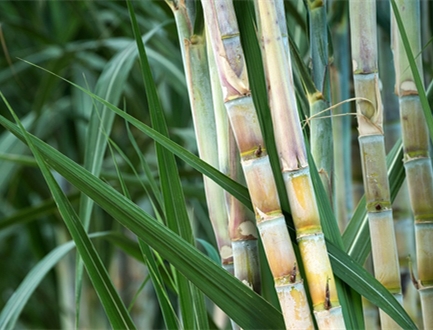 Fabriqué à partir de bagasse